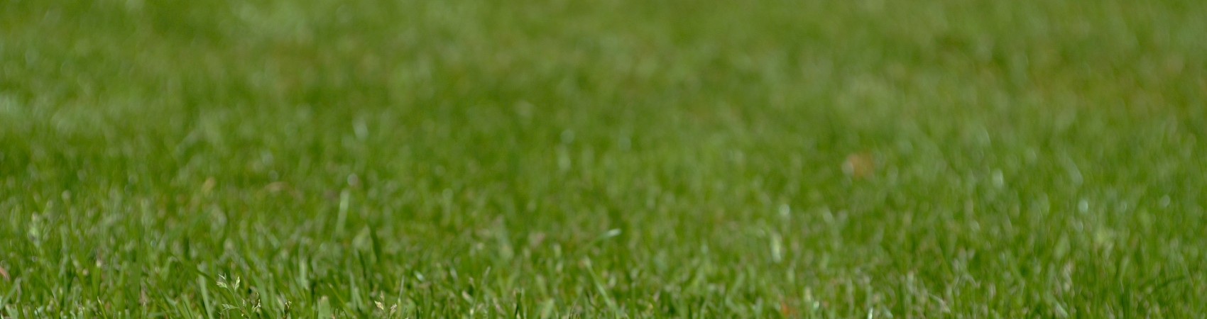 Woodland Springs to Life with 4,000 New Trees