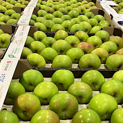 Hortifeeds at the National Fruit Show 2025: Expert Insights and Innovative Crop Solutions