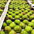 Hortifeeds at the National Fruit Show 2025: Expert Insights and Innovative Crop Solutions