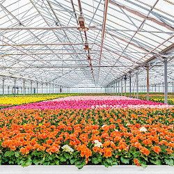 Fertiliser Support for Peat-Free Growing