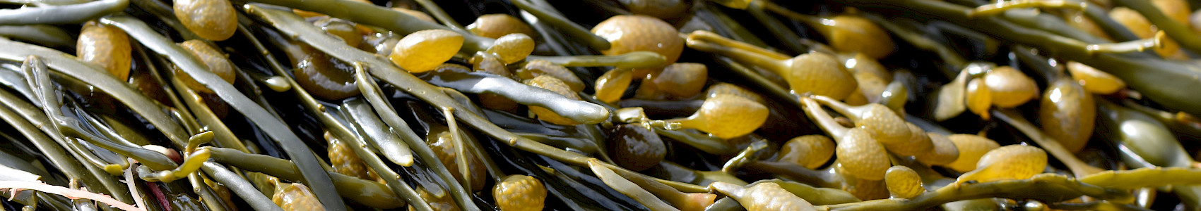 Seaweeds – Looking Beneath The Surface