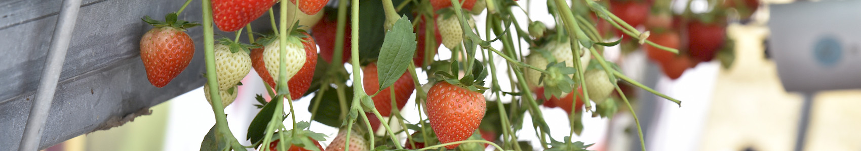 Hortifeeds Review - Fruit Focus 2026